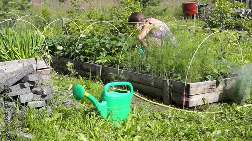 Woman works on growing vegetables in garden at summer in village