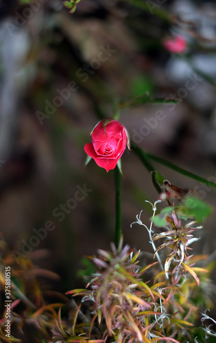 Autumn red rose with blur on dark natural background