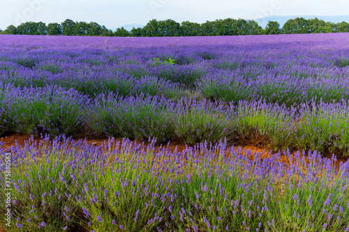 Lavender (lavandin) fields, Valensole Plateau, Alpes Haute Provence, France, Europe © JUAN CARLOS MUNOZ