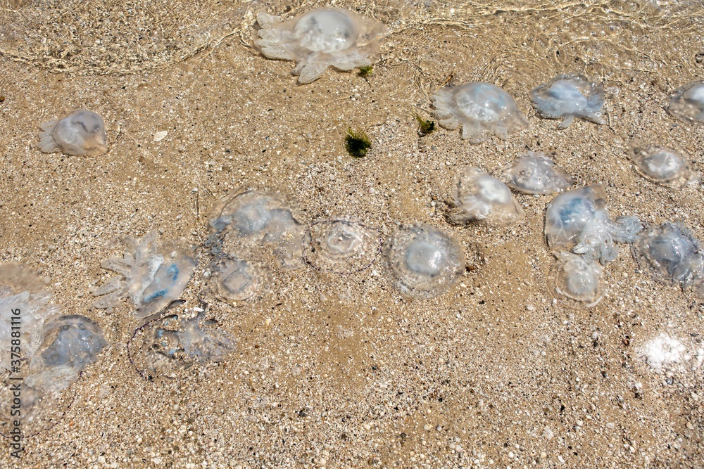 background and texture of large blue jellyfish washed ashore. Ecological catastrophy background and texture of large blue jellyfish washed ashore. Ecological catastrophy