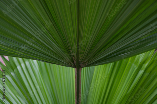 Palm, fan palm, palm leaf, hastula or ligule