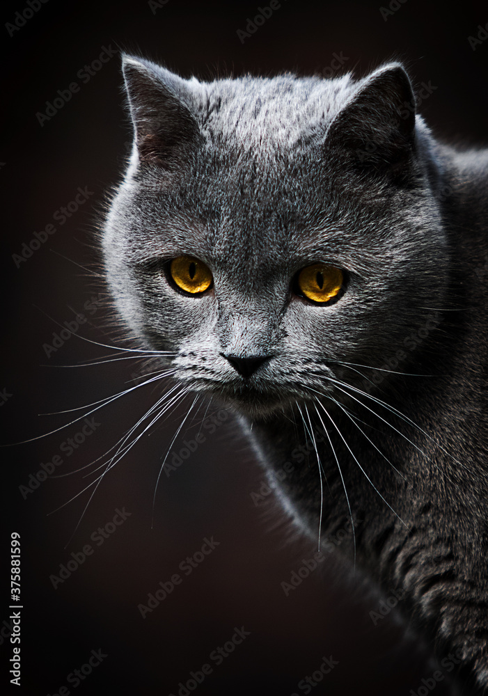 gray cat looks on a dark background