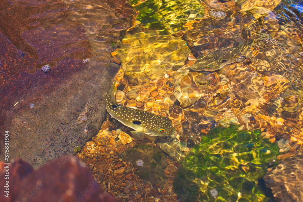 Obraz premium pufferfish in shallow water