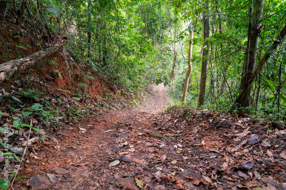 Road in the forest for off-road car travel in the nature. Road in the forest for off-road car travel in the nature.