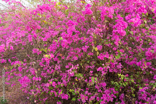 Canvastavla Beautiful Bougainvillea flower in the nature ,Provincial flower of phuket thailand