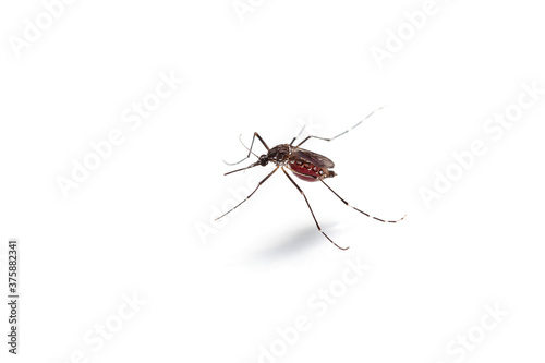 Macro of mosquito sucking blood isolated on white background,Mosquito dangerous is carrier of malaria, encephalitis dengue and zika virus.