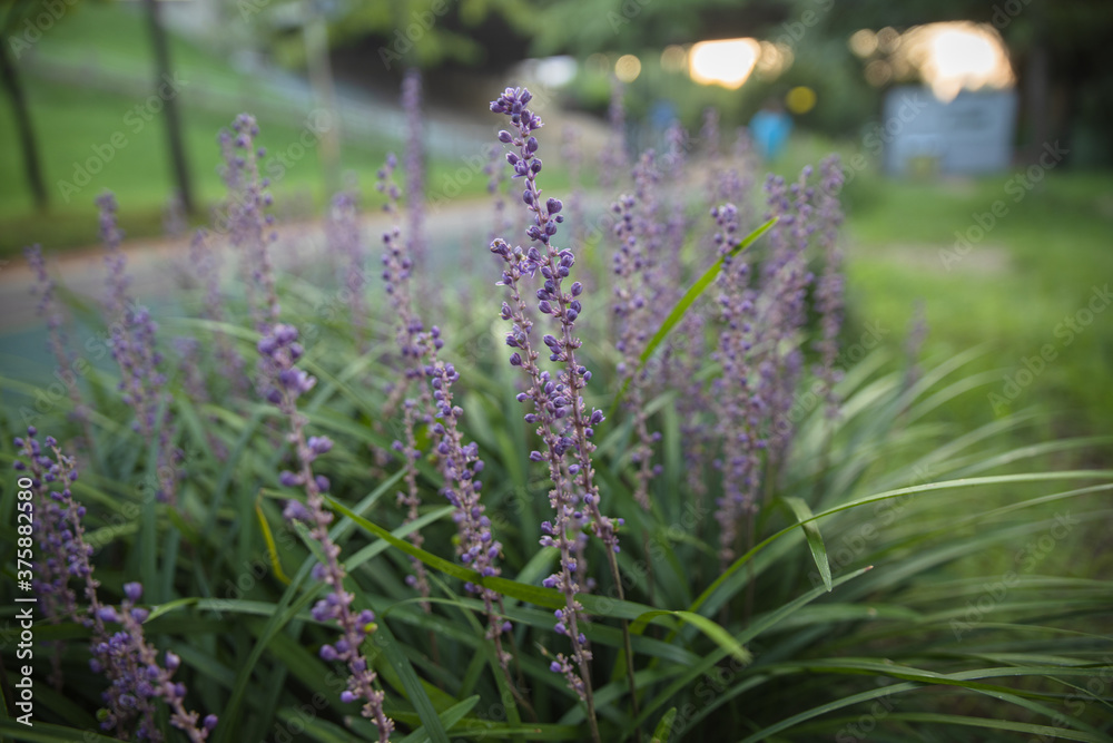 lavender flowers in the garden lavender flowers in the garden
