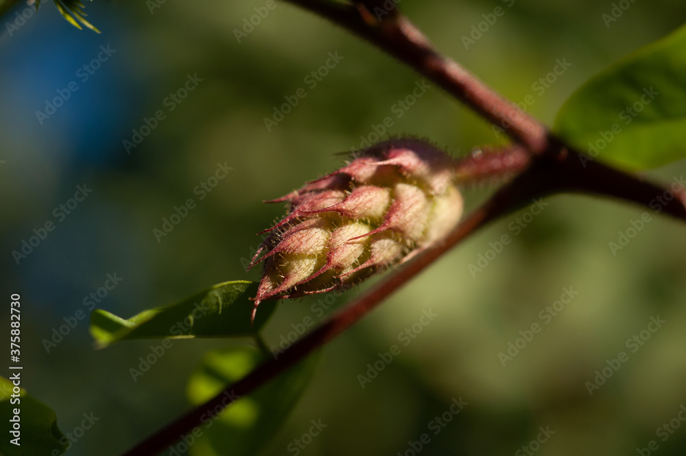 Fototapeta premium wattle (Robinia) akác