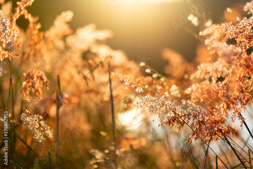 Fototapeta Naklejka Na Ścianę i Meble -  Vintage photo of flowers grass blurred on sunset, spring or summer concept