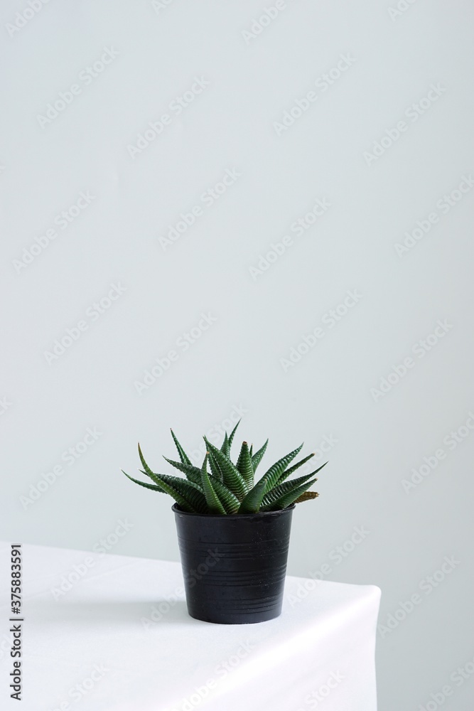 Front view of Zebra harwortia in a black plastic pot placed on white table. Front view of Zebra harwortia in a black plastic pot placed on white table.