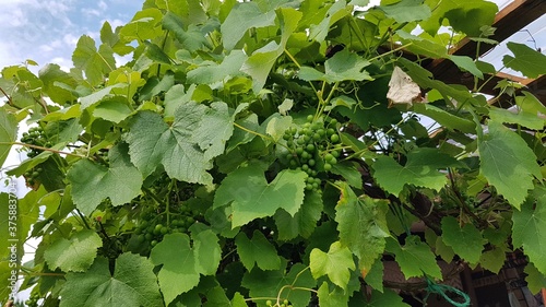 Winorośl w ogródku photo