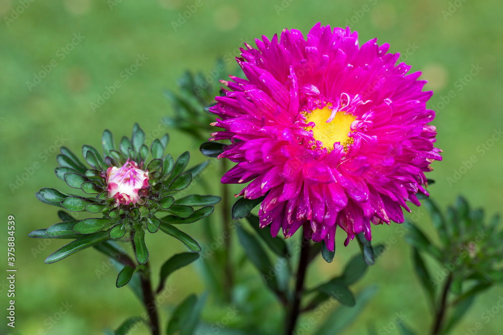 The pink aster on a green background ingarden The pink aster on a green background ingarden