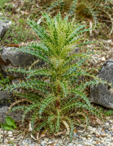 Close up on anarrhinum corsicum flower plant on the ground