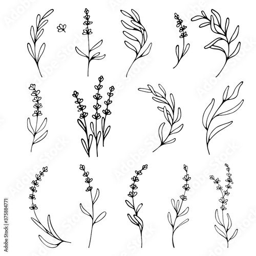 Lavender flowers clipart. Hand drawn design elements. Botanical vector elements for your design. Logo and branding. Outline.
