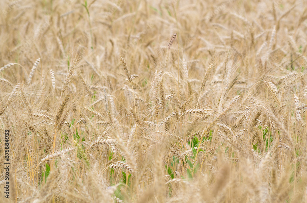 Naklejka premium Ripe wheat crops in shallow focus. Seasonal agricultural background. 