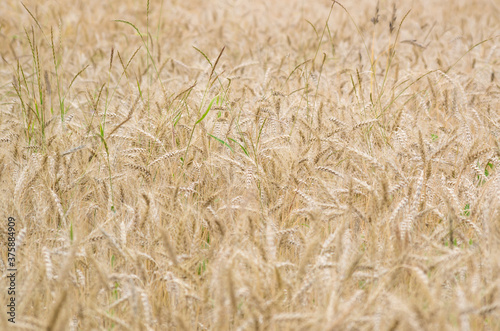 Ripe wheat crops in shallow focus. Seasonal agricultural background. 