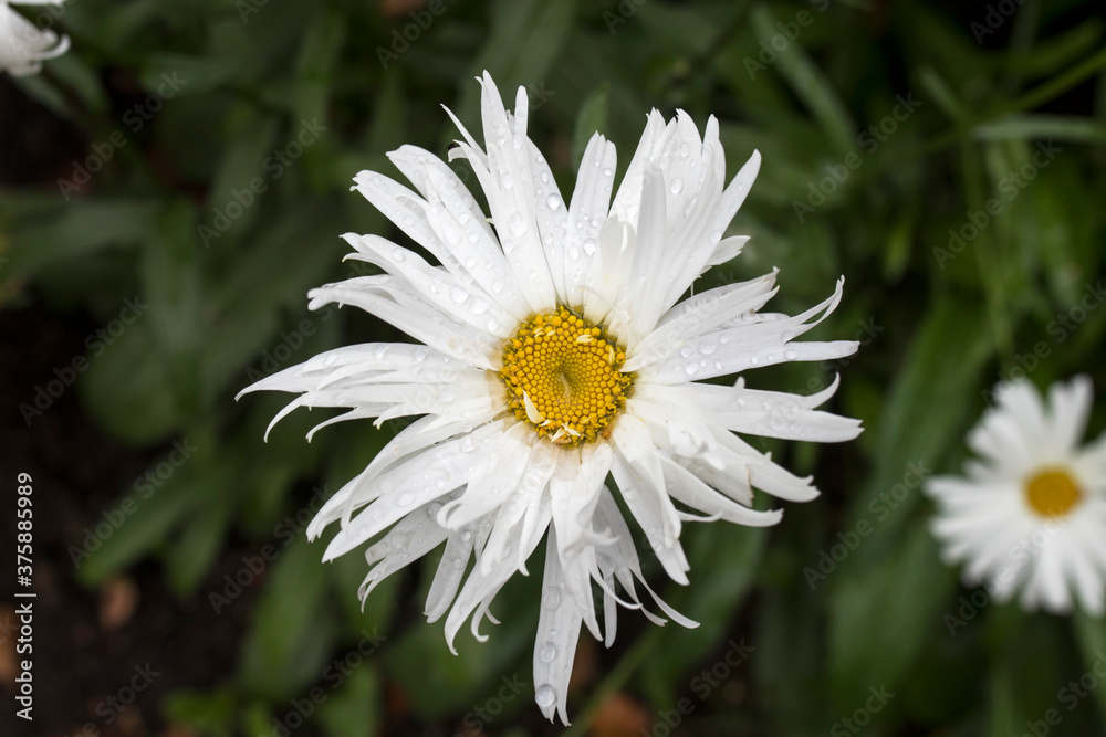 Obraz premium The white daisy on a green background in the garden