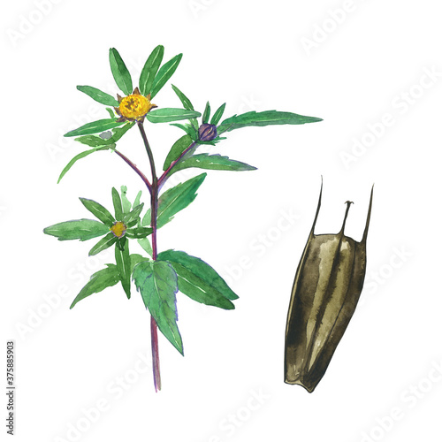Bur-marigold or Bidens tripartita herbal plant isolated on white background. Watercolor hand drawn illustration. Perfect for print, card, cover, medical herb design. photo