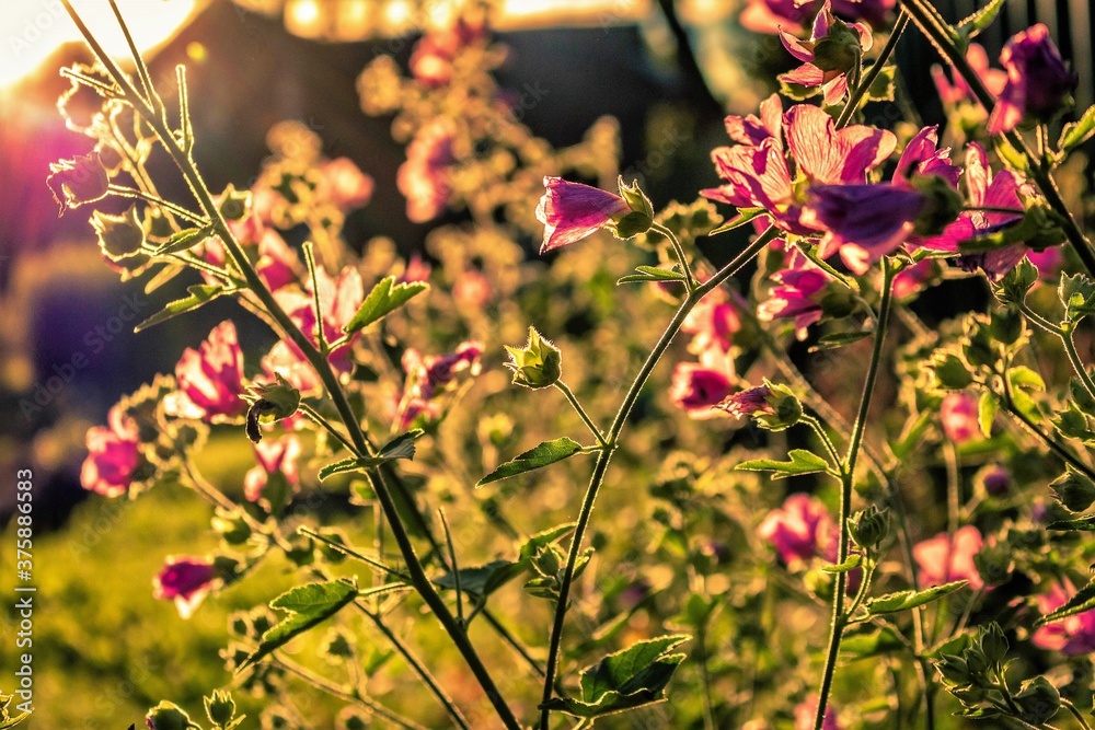 pink flowers at sunset