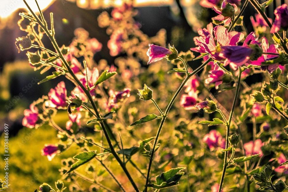pink flowers at sunset