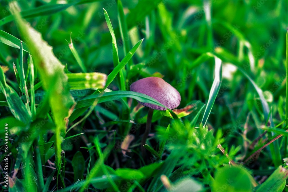mushroom in the grass mushroom in the grass
