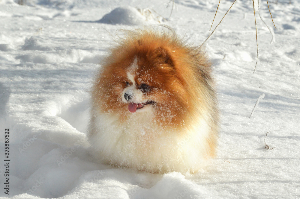happy beautiful dog running in winter on white snow. Pomeranian. German Spitz.