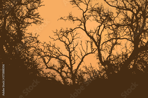 Fototapeta Naklejka Na Ścianę i Meble -  Spooky Halloween Trees Haunted Forest Background
