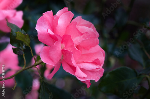 pink rose bush