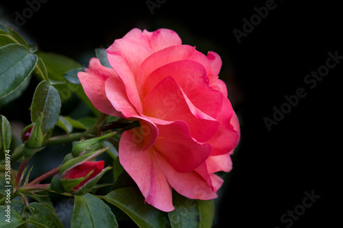 pink rose on black background