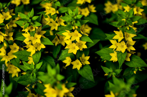 Blooming yellow moneywort flower close up, colorful and vivid plant, natural ...