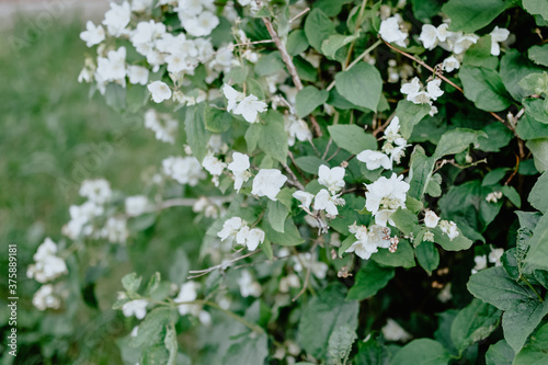 garden bush with small white flowers. background. wallpaper