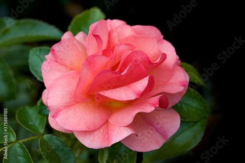 pink rose in garden