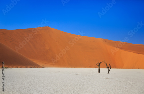 Camelthorn dead tree Acacia erioloba and dunes in Sossusvlei