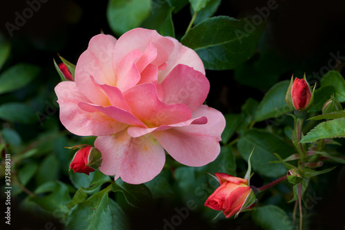 pink rose bush