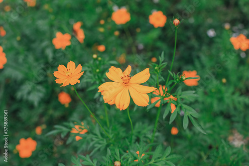 Close up Cosmos sulphureus with buds and green leaves orange summer flowers blooming in beautiful garden landscape © Warunporn