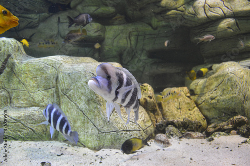  GLIWICKA PALMIARNIA  - RYBY OCEANICZNE