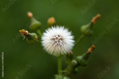 The dandelion on green background
