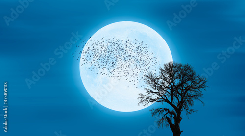 Silhouette of lone tree with full moon 