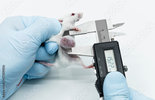 A scientist researcher is holding an experimental white mouse and measuring lateral tumor size by a caliper. The concept of studying oncology.