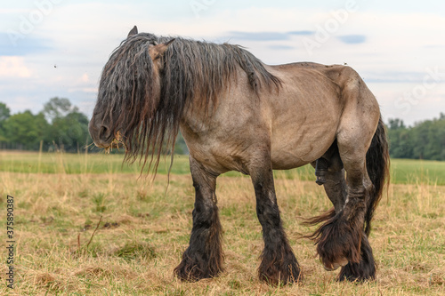 Draft Horse portrait in a pasture photo