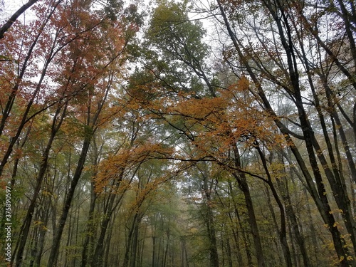 autumn forest in the morning