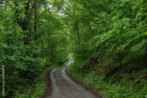 a winding path in the woods