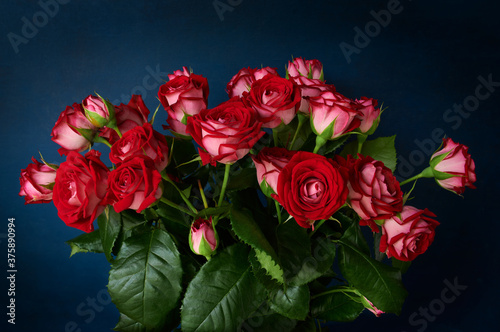 Bouquet of natural red roses on a dark blue background, closeup