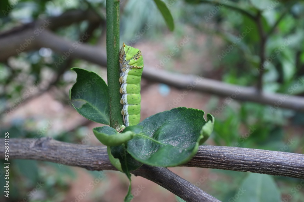 Obraz premium green tree python