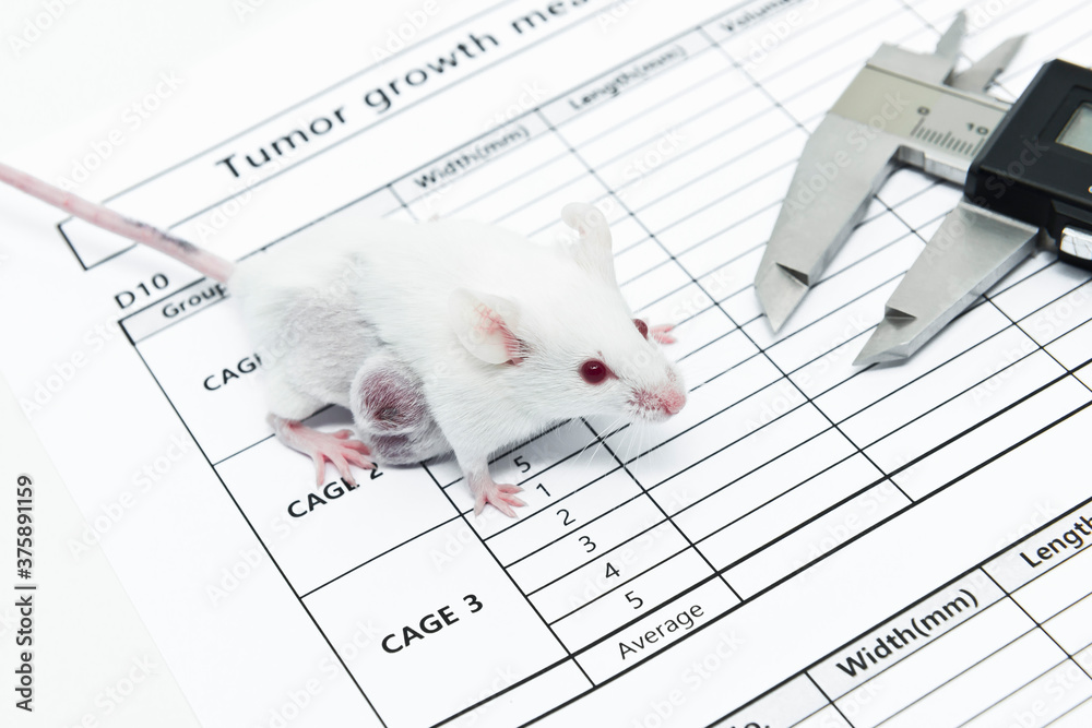 Experimental white mouse with lateral tumor and a caliper on the tumor