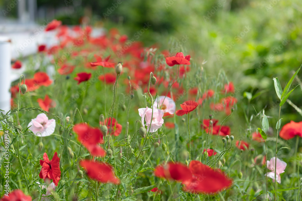 Obraz premium ケシの花