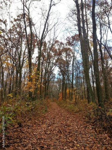 Trail In The Fall