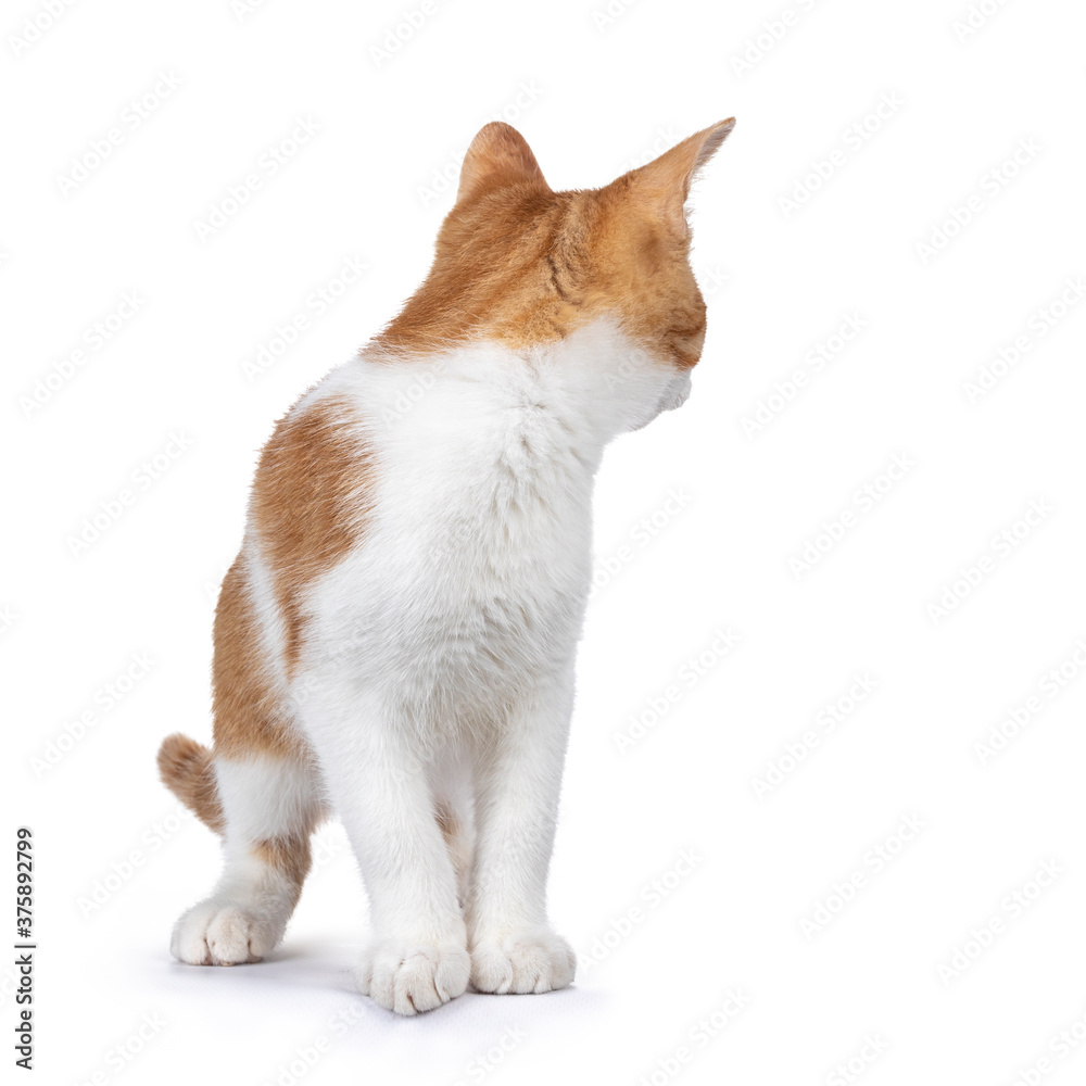 Cute young red with white non breed cat, standing facing front. Head turned looking behind it. Isolated on a white background.