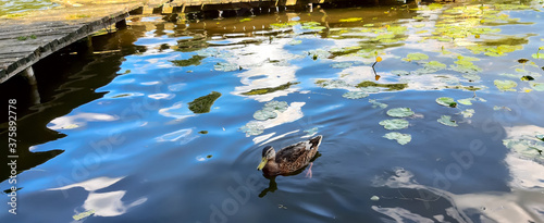 Panel kuchenny z motywem Kaczka pływająca po stawie w zbliżeniu.