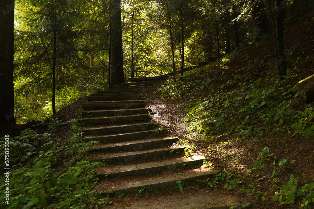 Obraz premium stone steps in the forest